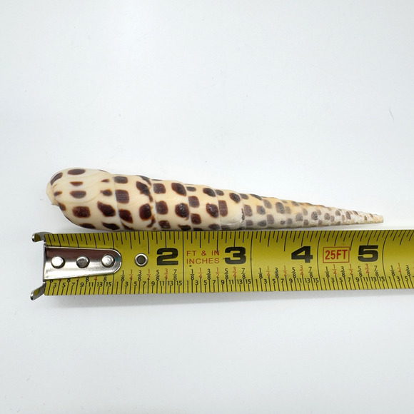 Terebra Auger Shell Marlin Spike Maculata Subulata Lot of 3 Beach Decor Aquarium - Picture 4 of 5